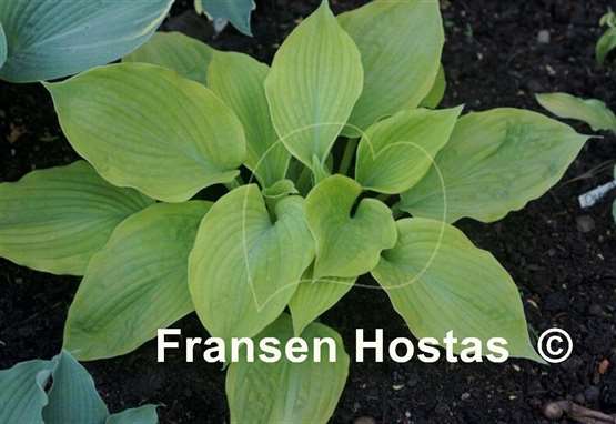 Hosta Sentimental Journey